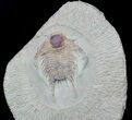 Long Chlustinia Trilobite - Rare Species #56811-2